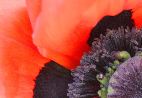 Poppy