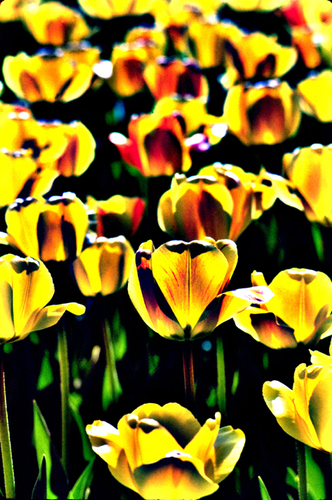 Tulips (2)