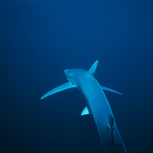 Abyss