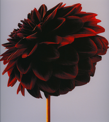Dahlia (3)