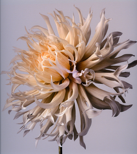 Dahlia (5)