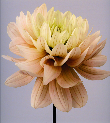 Dahlia (8)