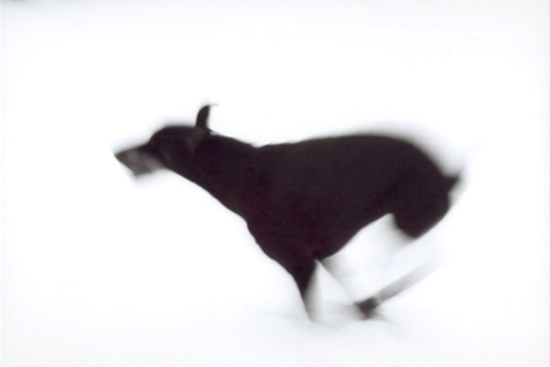 Dog (1)
