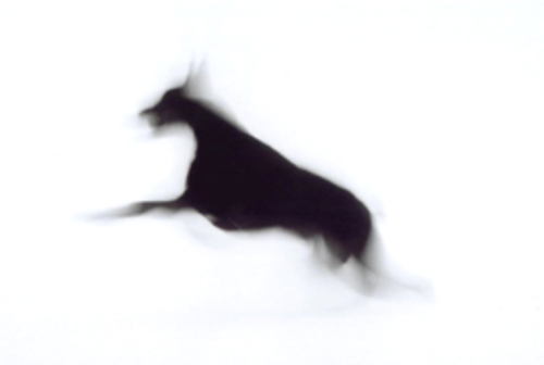 Dog (2)