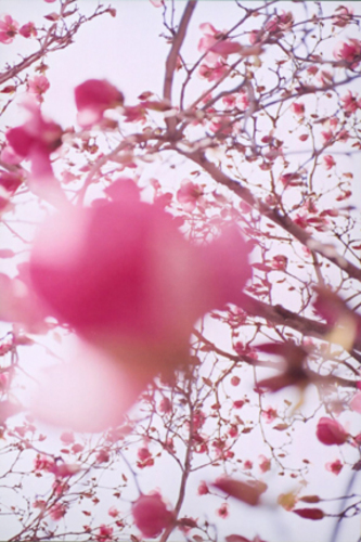 Flowers (1)