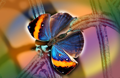 Color Circular Motion
