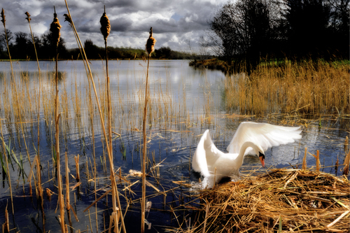 Swan