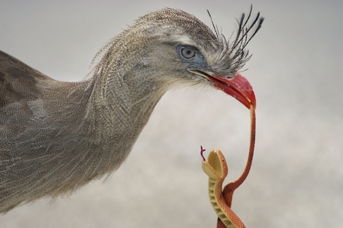 Bird With Lizard