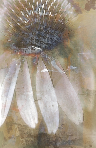 Garden Flower (1)