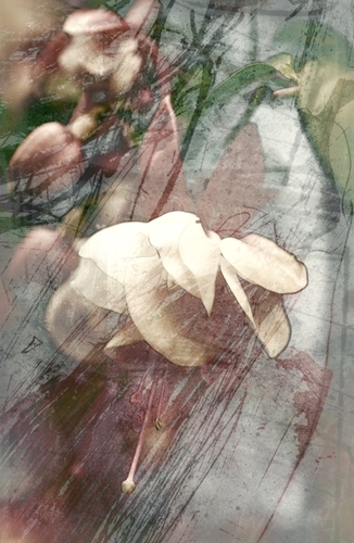 Garden Flower (9)