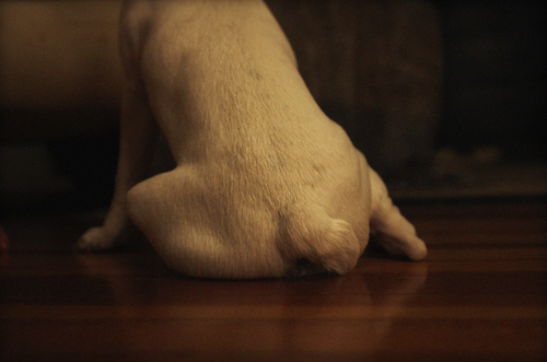 Dog Tail