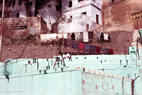 Goat and Laundry