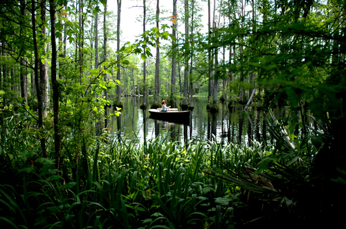 Greener Summer