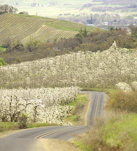 Orchard (3)