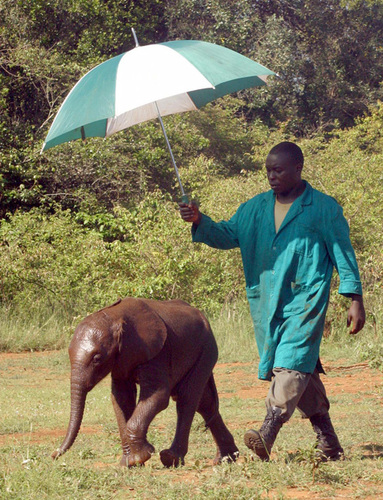 Elephant Orphans (3)