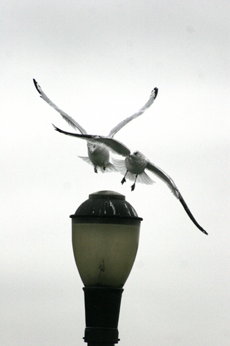 Birds