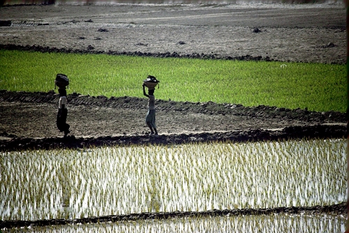Bangladesh Paddies
