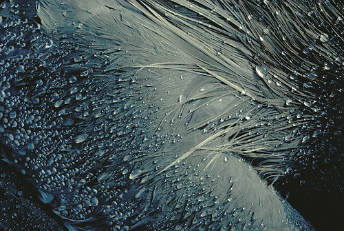 Dead Great Blue Heron 