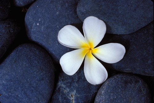 Fallen Plumeria