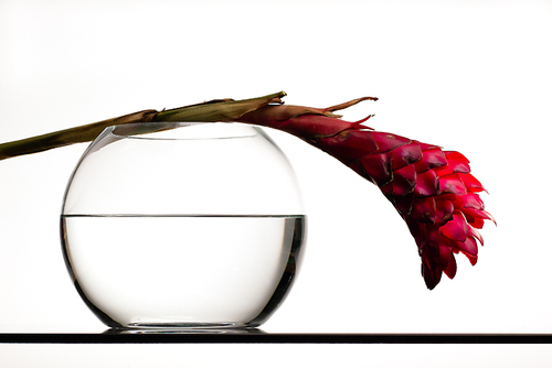 Lonely Vase