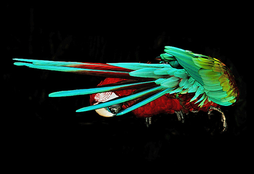 Grooming Parrots