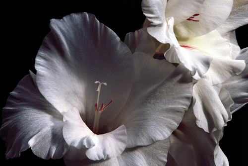 Gladioli Paloma Blanca