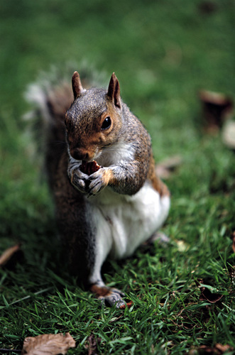 Squirrel