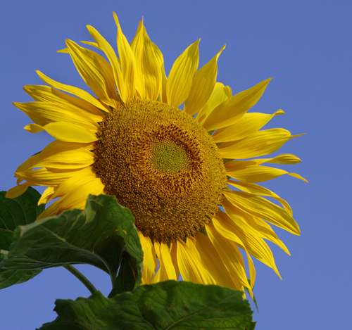 Radiant Sunflower
