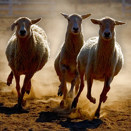 Stampede
