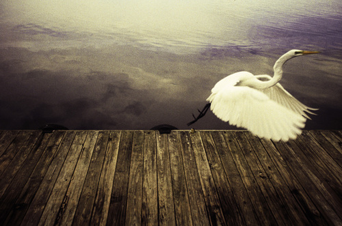 Bird