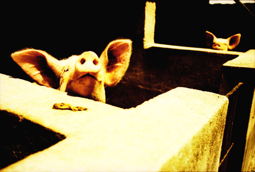 Piggies
