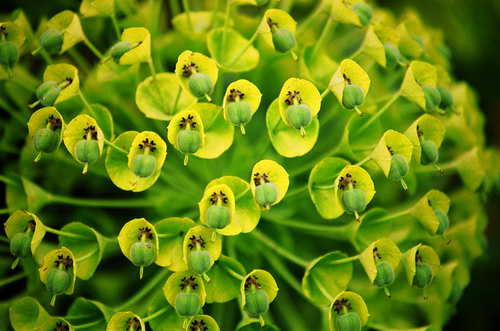 Flower Balls