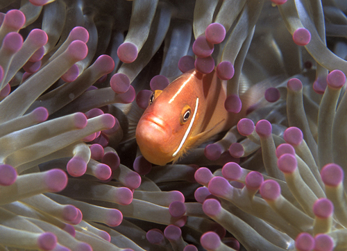 Clown Fish C47