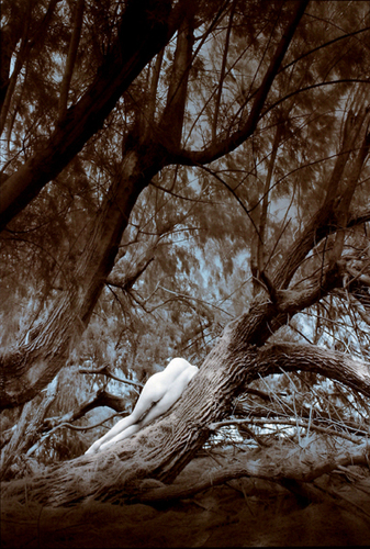 Trees