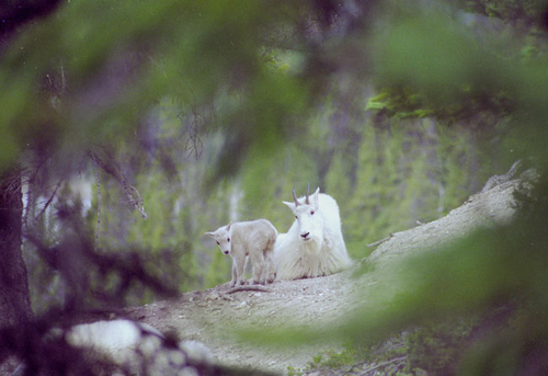 White Mountain Goat