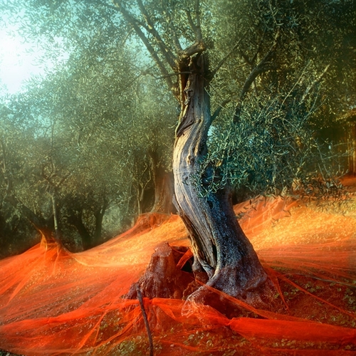 Olive Trees and Red Nets