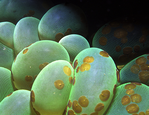 Bubble Coral