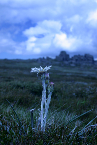 Alpine Daisy