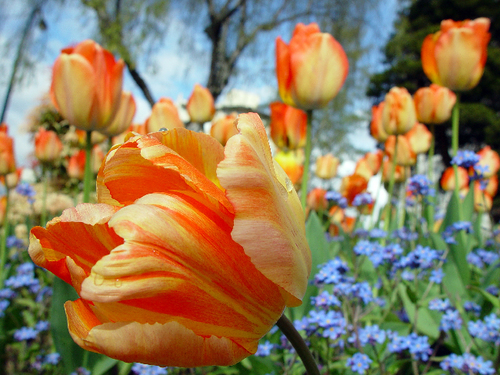 Tulips (1)
