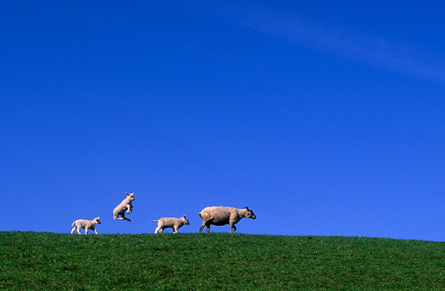 Jumping Lamb