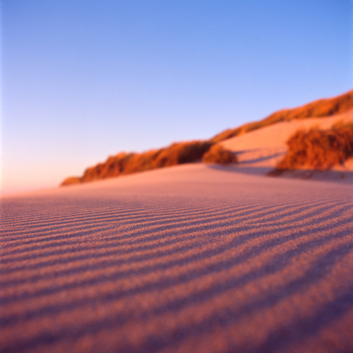Dune