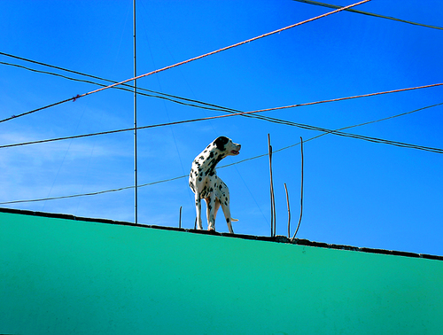 Dog On Roof