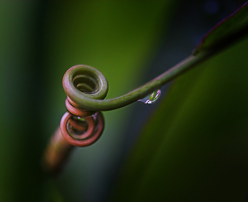 Nature's Curls