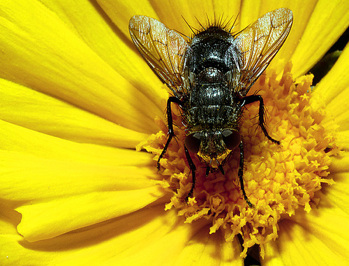Fly