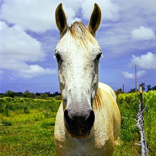 White Horse