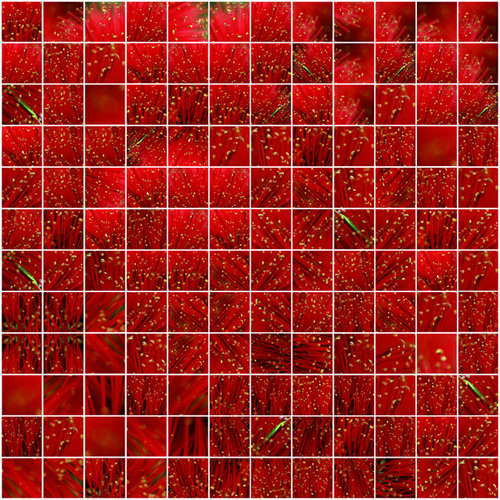 Pohutukawa