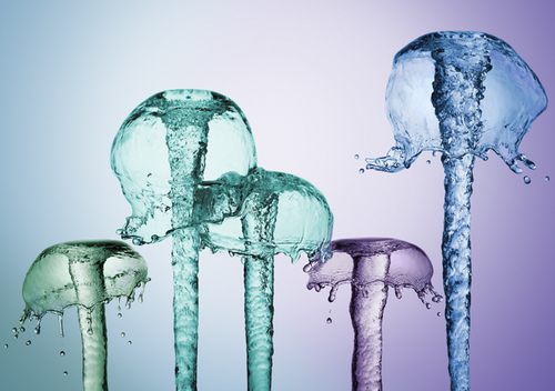 Jelly Fishes