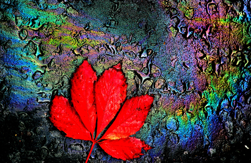 Autumn Oils