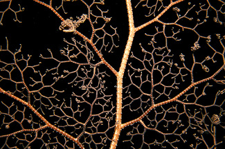 Color Awards Winners and Nominees