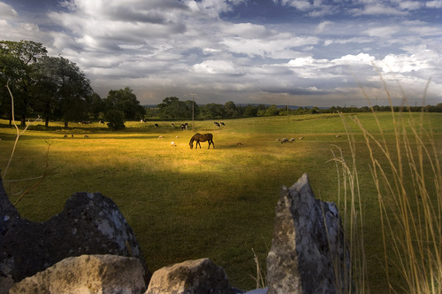 Irish Pasture